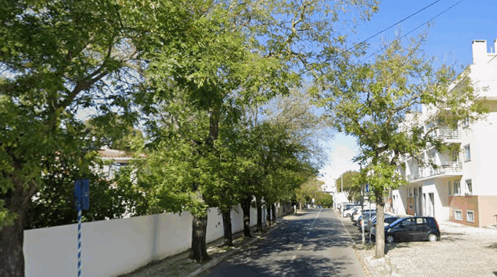 Rua com árvores